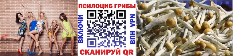 купить   Якутск  Псилоцибиновые грибы Psilocybine cubensis 